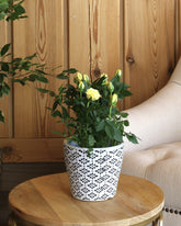 Yellow flowered rose plant